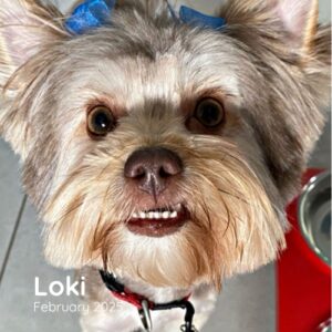 Loki - February 2025