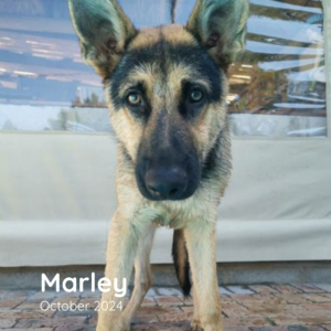 Marley - October 2024