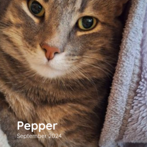 Pepper - September 2024